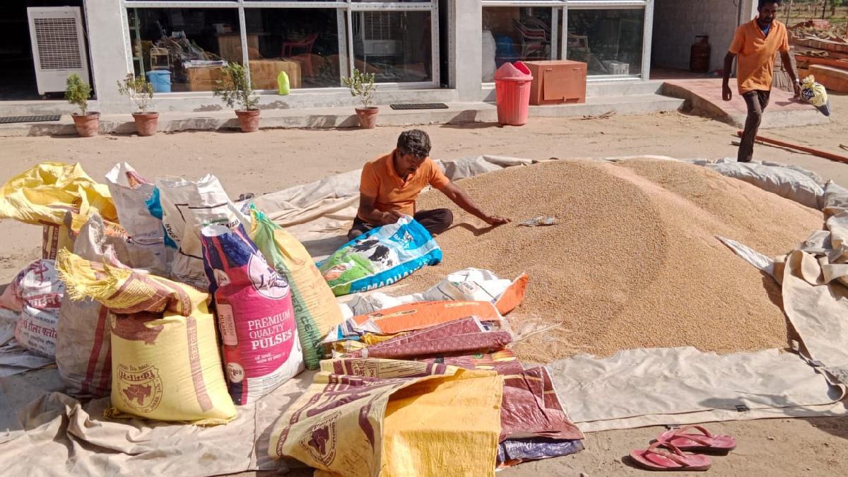 UP News: कृषि मंत्री के गृह जिले में धीमी पड़ी गेहूं की सरकारी खरीद, रेट कम मिलने से किसान नाराज