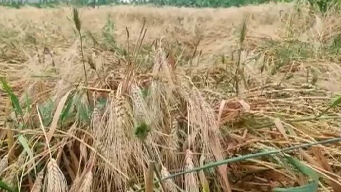 मंडी में गेहूं किसानों को भारी नुकसान झेलना पड़ा है