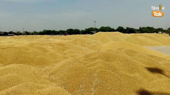 इस साल कितनी हो चुकी है गेहूं की खरीद? (Photo-Om Prakash/Kisan Tak).