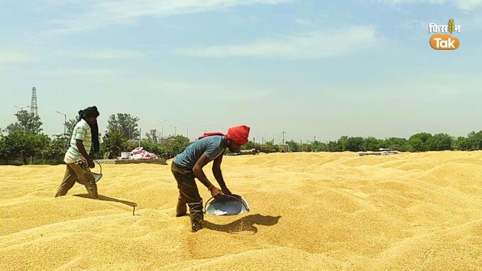 एमएसपी पर कितना खरीदा गया गेहूं (Photo-Om Prakash/Kisan Tak).
