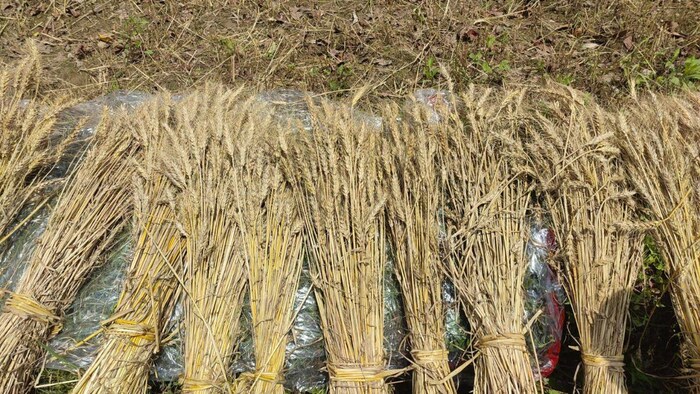 हिमाचल में बेमौसम बारिश की वजह से कम हुआ गेहूं का उत्पादन