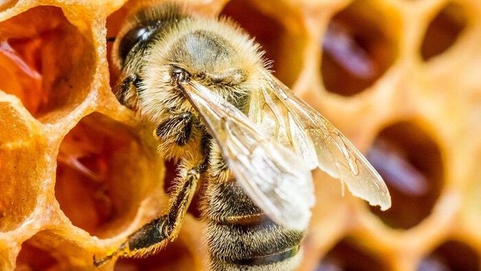 क्या मधुमक्खियों के लिए खतरा बन रहा कृषि क्षेत्र (Photo-Ministry of Agriculture).