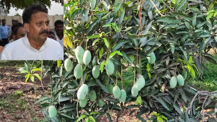अफजाल अंसारी के बाग के आम हुए नीलाम