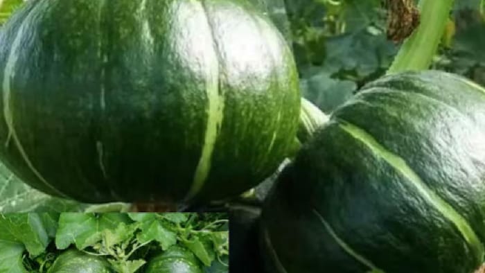 कद्दू की अंबली वेरायटी किसानों को बंपर पैदावार देती है