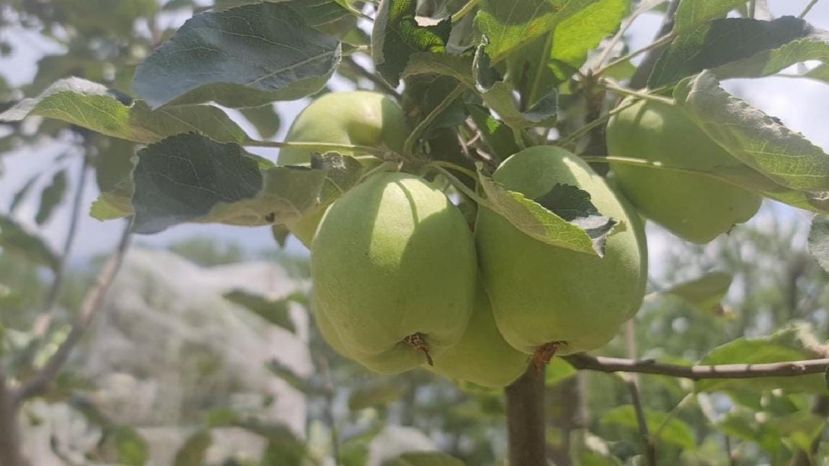 हिमाचल प्रदेश में बारिश का कहर, अब तक 192 करोड़ की फसलों का हुआ नुकसान