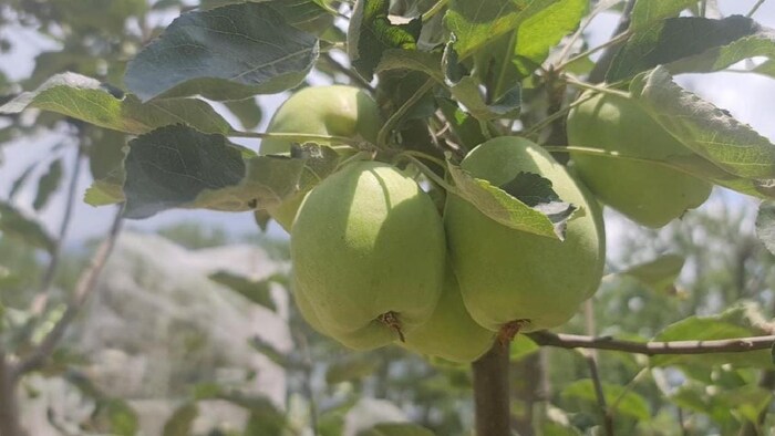 हिमाचल प्रदेश में सेब की फसल को भारी नुकसान हुआ है