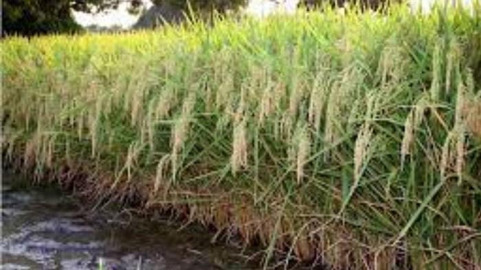 बायर इंडिया कंपनी हाइब्रिड धान बीजों के प्रजनन, विकास और विपणन का कार्य करती है