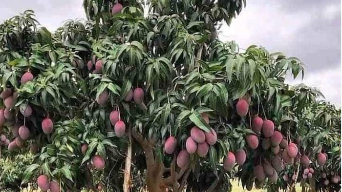 आम की रंगीन क़िस्म अरुणिका