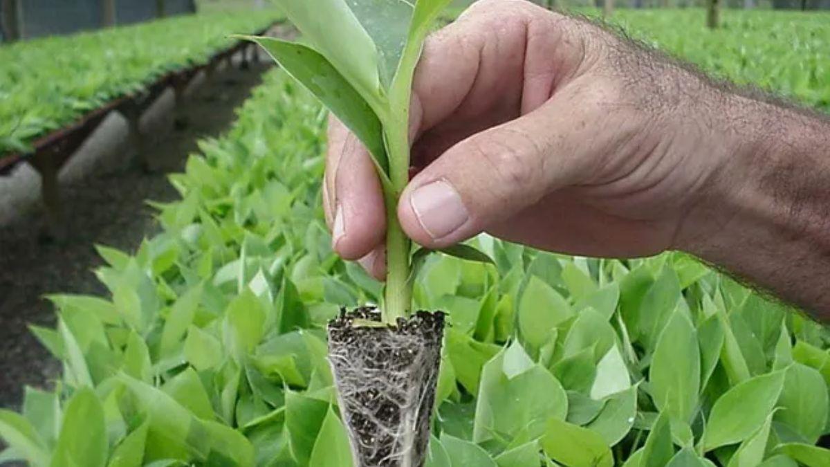 Buy Banana Seeds Online: केले की G-9 किस्म की खेती कर कमाएं भारी मुनाफा, जानें कहां और कैसे मिलेगा पौध 