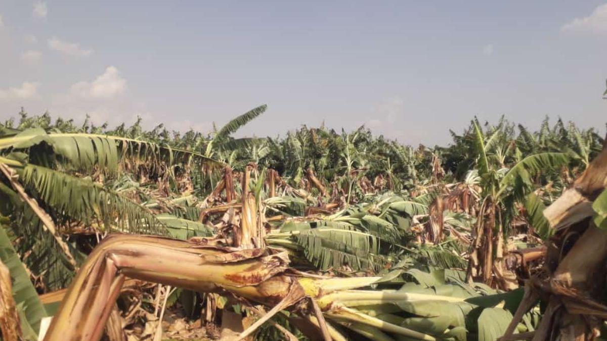 बेमौसम बारिश से केले बाग हुए नष्ट