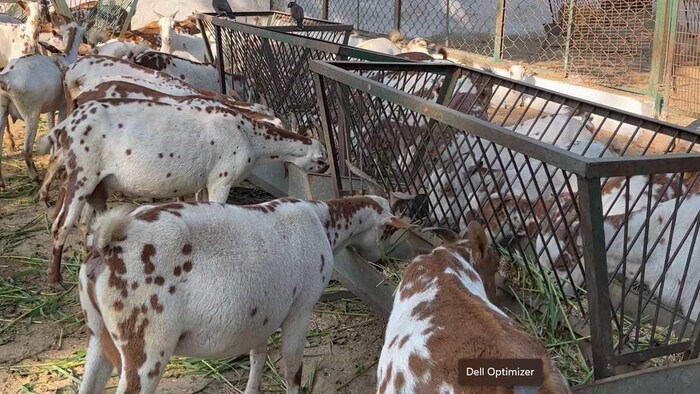 बकरियों का प्रतीकात्मक फोटो- फोटो क्रेडिट-किसान तक