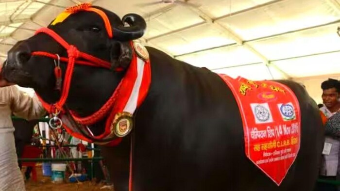 ये है 9 करोड़ का भैंसा! Photo Credit : Social Media