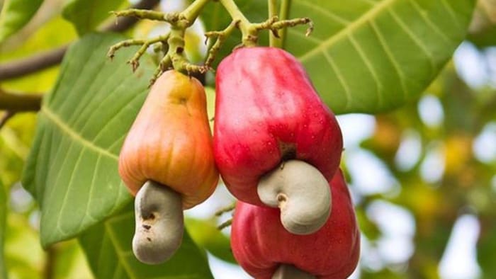 जानिए काजू की खेती के बारे में सबकुछ