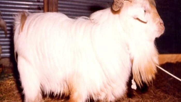 चांगथाई नस्ल का बकरा. फोटो क्रेडिट-सीआईआरजी