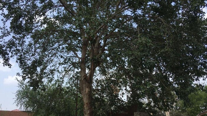 यूपी में चिरौंजी और महुआ को जंगल से बीनने की छूट मिली, वनवासी समुदाय इसे एकत्र कर सकेंगे, फोटो: किसान तक