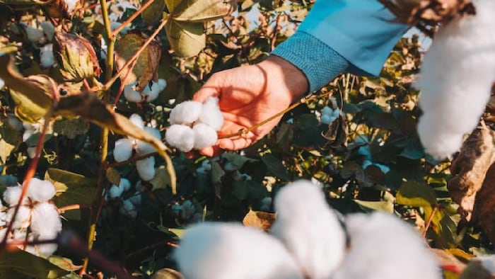 पंजाल सरकार किसानों को सब्सिडी रेट पर कपास के बीज बेच रही है