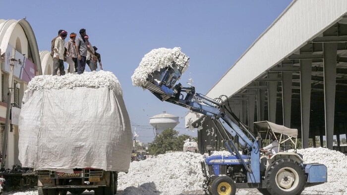 महाराष्ट्र के किसानों को नहीं मिल रहे कपास के अच्छे भाव (फोटो साभार-India Today/PTI)