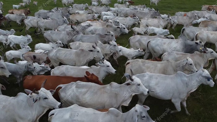 बिहार सरकार देशी नस्ल के पशुओं को दे रही है बढ़ावा