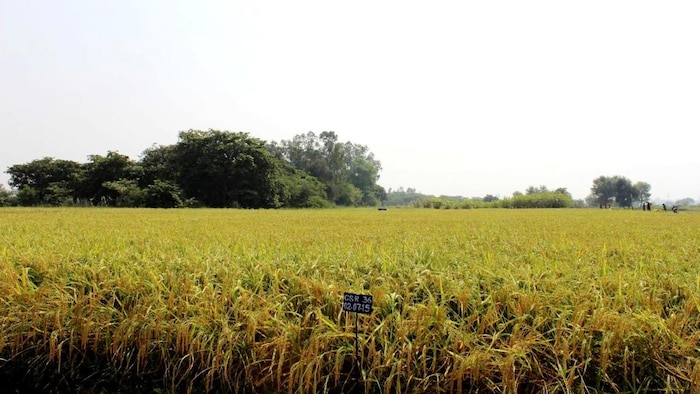 धान की इस किस्म से ऊसर भूमि में मिलेगी पैदावार