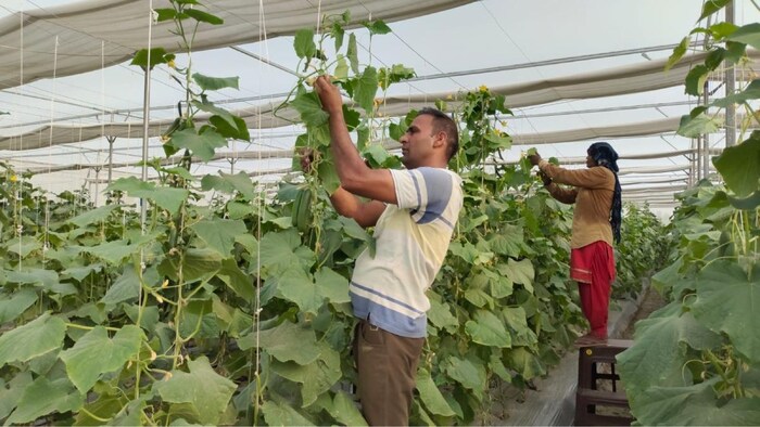 करनाल के किसान संदीप ने खीरे की खेती में बड़ा नाम कमाया है