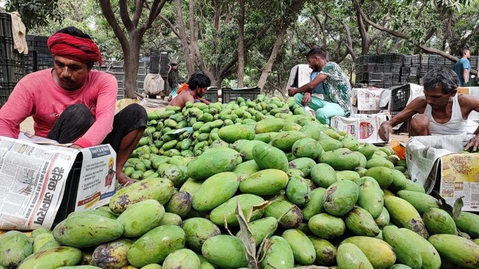 दागी दशहरी आम बने निर्यात में बने बाधक