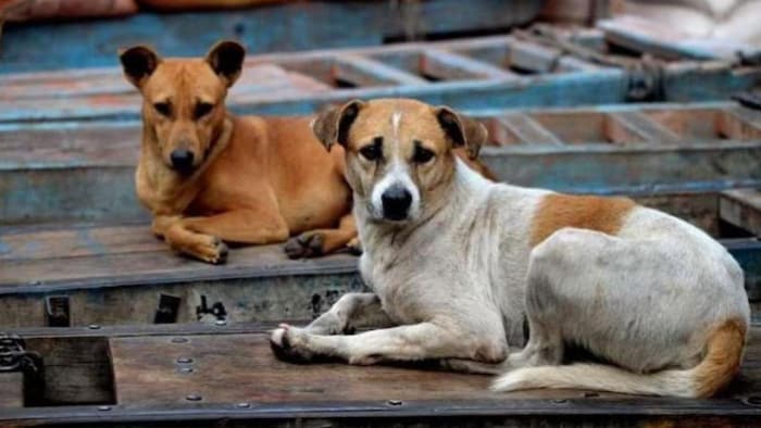 गली के कुत्तों का प्रतीकात्मक फोटो.