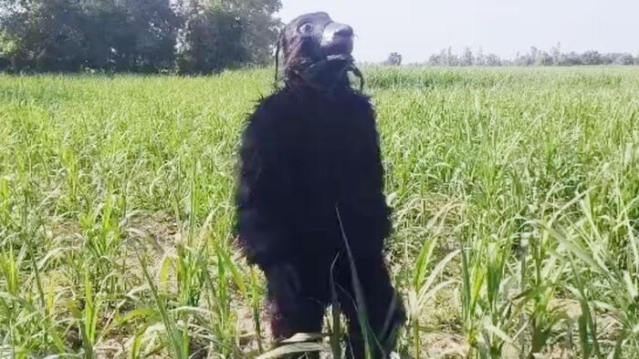 भालू की पोशाक पहने किसान