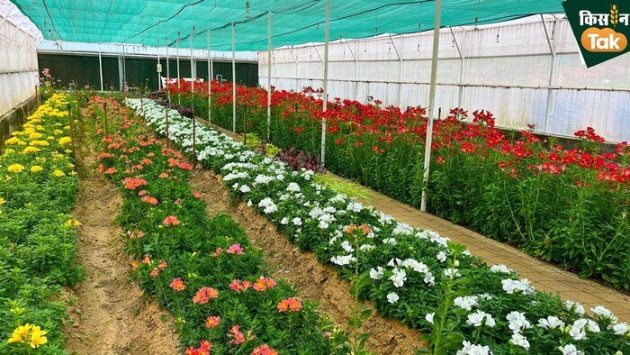 हिमाचल प्रदेश, पालमपुर में लगे फूल. फोटो क्रेडिट-किसान तक