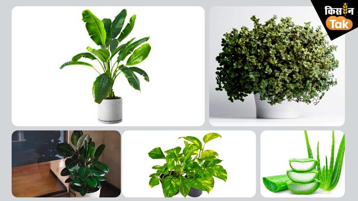 10 बेस्ट प्लांट जिसे बिना बीज के उगाया जाता है.