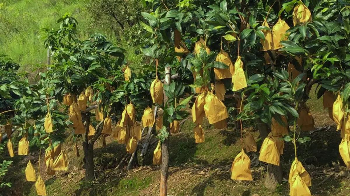 फ्रूट बैग तकनीक से तैयार फलो से किसानों को फायदा