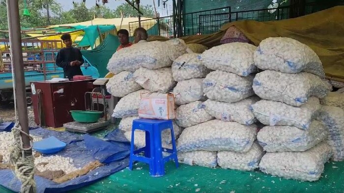 शाजापुर मंडी में लहसुन के भाव में दिख रही है तेजी