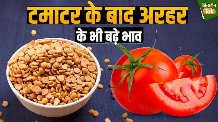 टमाटर के बाद देश में अरहर दाल के भाव भी बढ़ गए हैं. GFX- Sandeep Bhardwaj