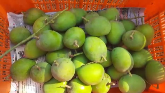 महाराष्ट्र में हापुस आम की पैदावार बड़े पैमाने पर होती है