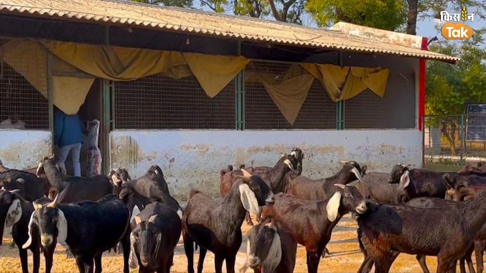 जखराना बकरे और बकरियां. फोटो क्रेडिट-किसान तक