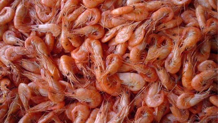 देश को सूखा झींगा के निर्यात से सबसे ज्यादा राजस्व