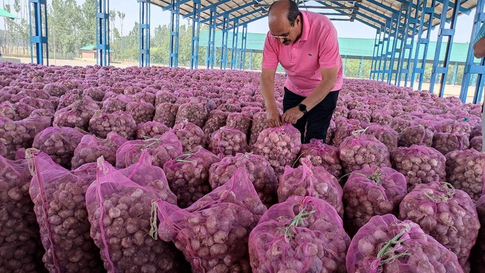 जबलीपोरा, कुलगाम मंडी में रखे लहसुन को देखते डायरेक्टर एग्रीकल्चर मोहम्मद इकबाल चौधरी. फोटो क्रेडिट-एग्रीकल्चर कश्मीर