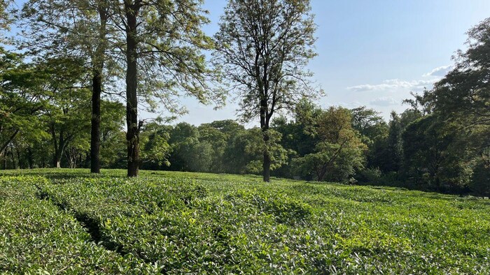कांगड़ा के टी गार्डन. फोटो क्रेडिट-किसान तक