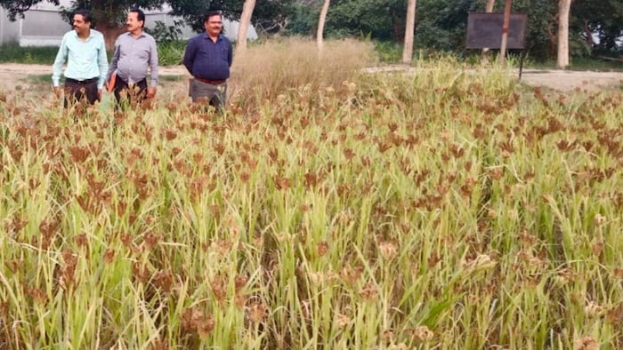 कृषि विज्ञान केंद्र बहराइच द्वारा किसानों को मडुआ की खेती के लिए प्रोत्साहित किया जा रहा है