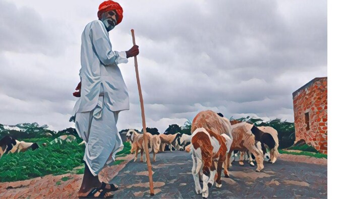 प्रदेश में एक जुलाई से भेड़ों की निकासी होगी. फोटो- Madhav Sharma