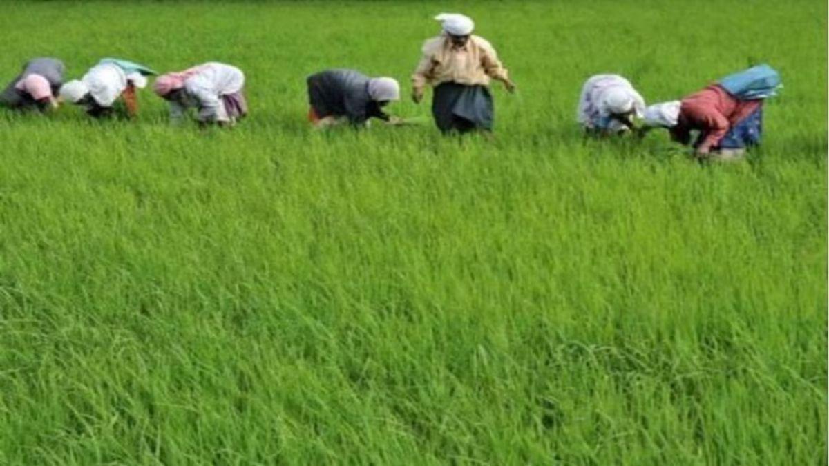 खरीफ फसलों के रकबे में हुई बढ़ोतरी, सांकेतिक तस्वीर