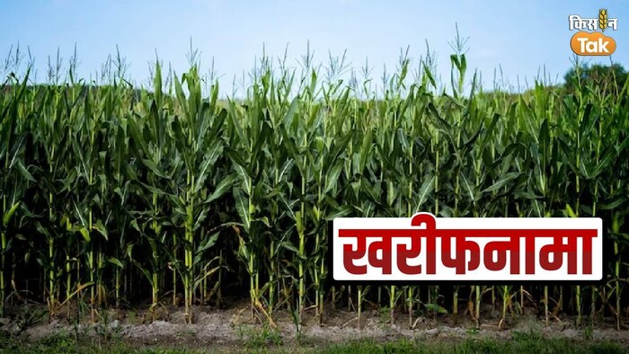 खरीफ मौसम में बेबी कॉर्न की खेती से बेहतर मुनाफा कमा सकते हैं , फोटो सौजन्य -ICAR-IIMR