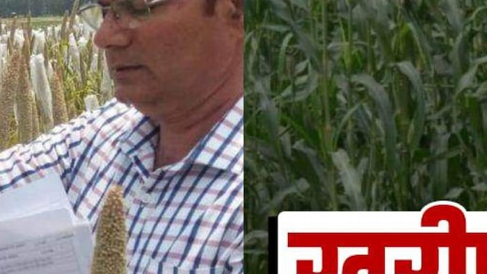 बाजरे की बायोफोर्टिफाइड किस्में- फोटो IARI Pusa