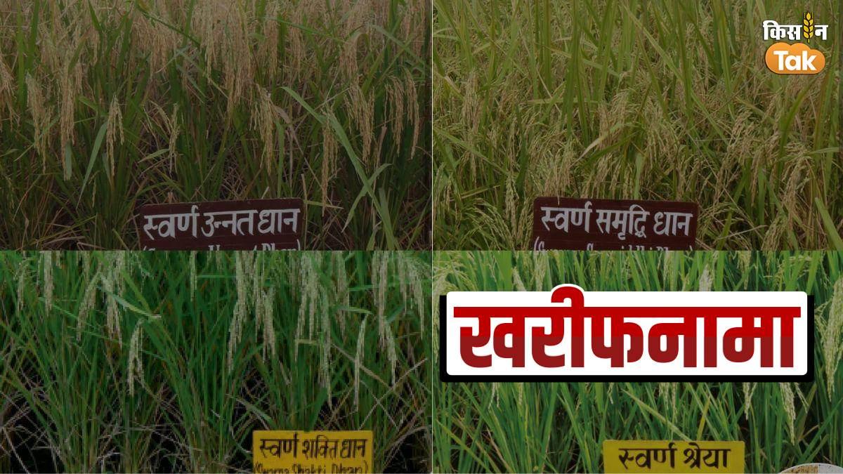 Kharif Special: माॅनसून में कम बार‍िश को लेकर हैं परेशान! धान की ये क‍िस्में हैं सूखे का समाधान 