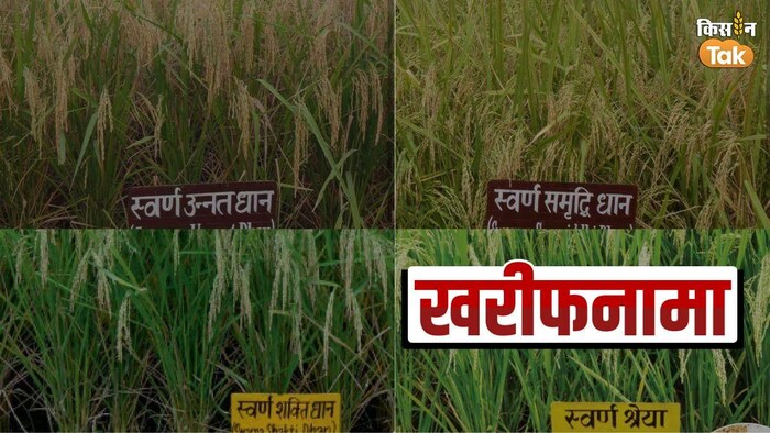 धान की इन चार किस्में कम बारिश में देती हैं अधिक उत्पादन- फोटो: ICAR RCER Patna