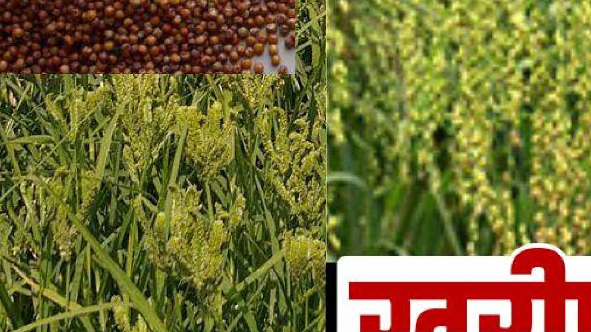 रागी और कुटकी की बायोफोर्टिफाइड किस्में- फोटो - किसान तक