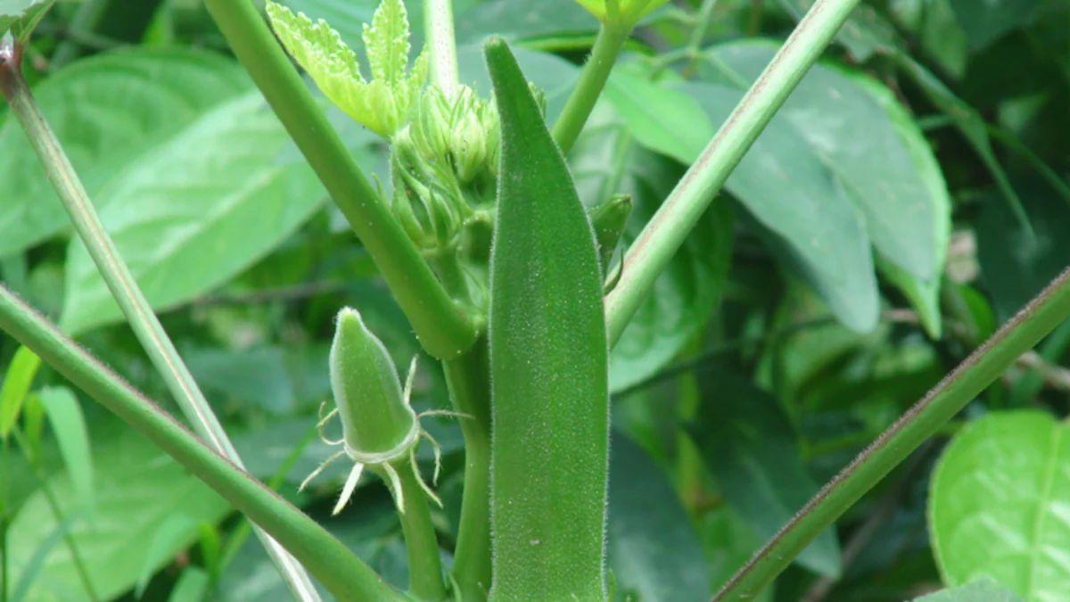 Lady Finger Farming: भिंडी की खेती से किसान कर सकते हैं अच्छी कमाई, जानिए इसकी उन्नत किस्म और मिट्टी के बारे में 
