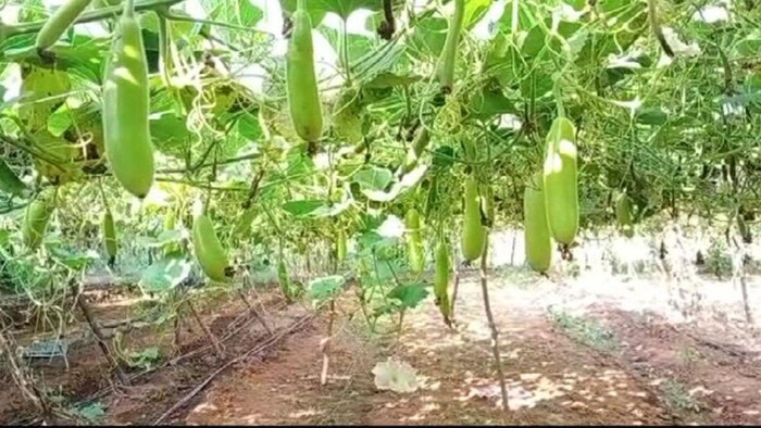 बरसात में सब्जियों की खेती