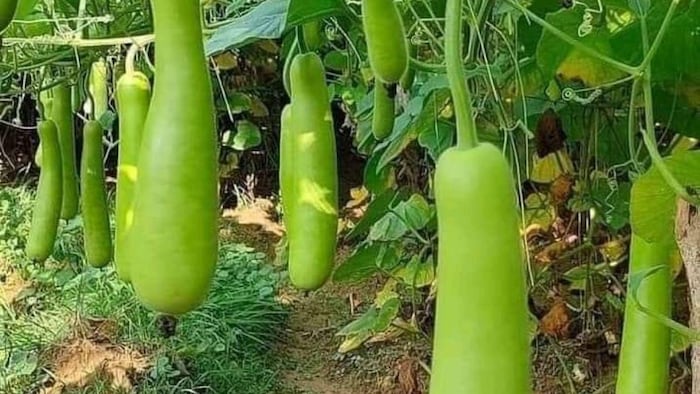 भारतीय कृषि अनुसंधान संस्थान द्वारा विकसित लौकी की उन्नत किस्म पूसा नवीन, सांकेतिक तस्वीर