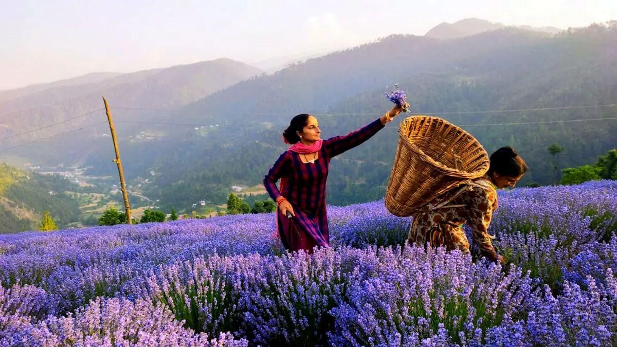 Aroma Mission: जम्मू कश्मीर की खूबसूरत घाटी में घुली खुशबू, रंग लाया Purple Revolution