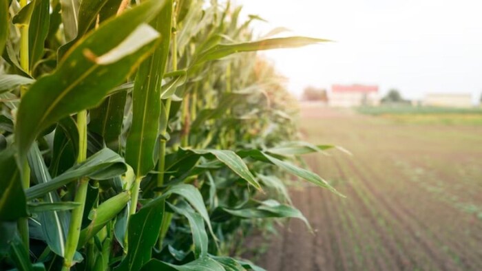 हिमाचल में भारी बारिश से नहीं हो रही मक्की की खेती (फोटो साभार-Freepik)